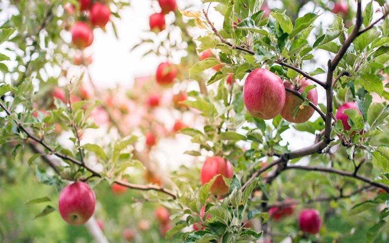 The Arborist’s Guide to Choosing Apple Trees That Produce Heavily