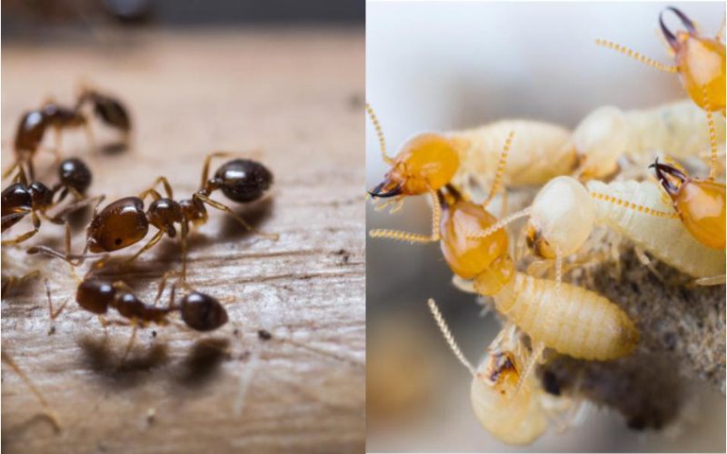 Termites vs. Ants: Key Differences Explained