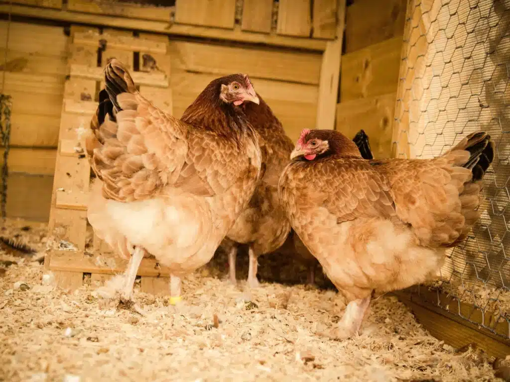 Common Chicken Coop Mistakes and How to Avoid Them