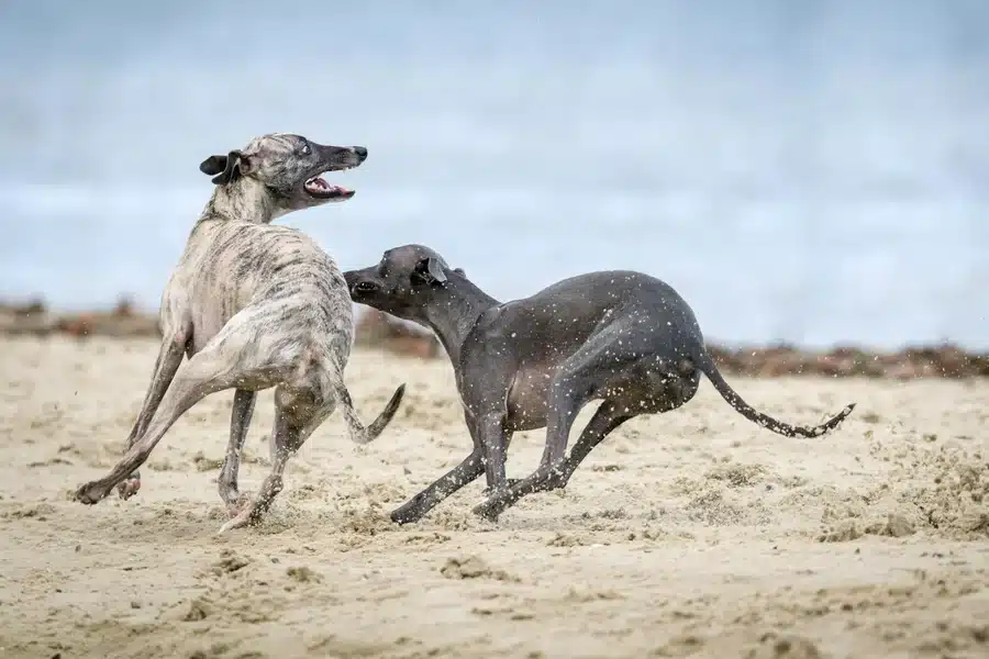High-energy dog