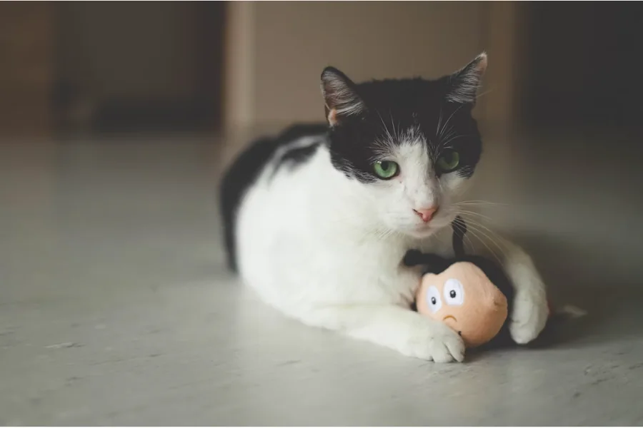 Cats Sense