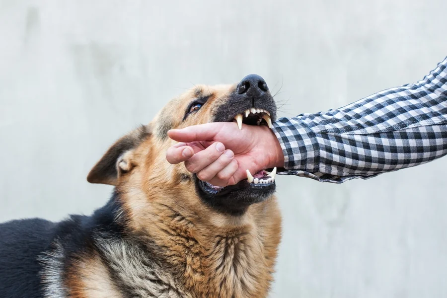 Filing Dog Bite Lawsuit