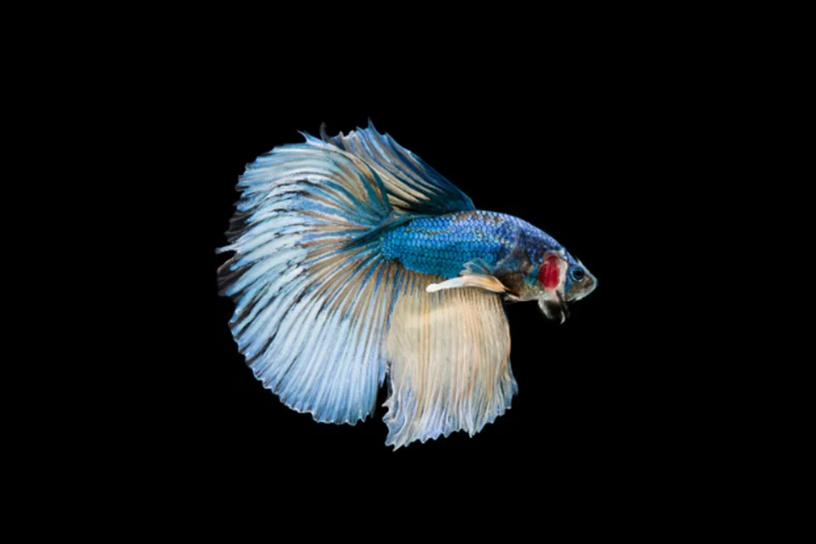 Elephant Ear Betta Male