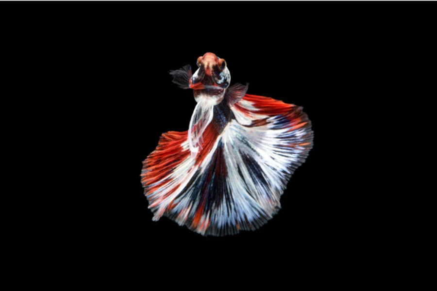 Feeding an Elephant Ear Betta Male