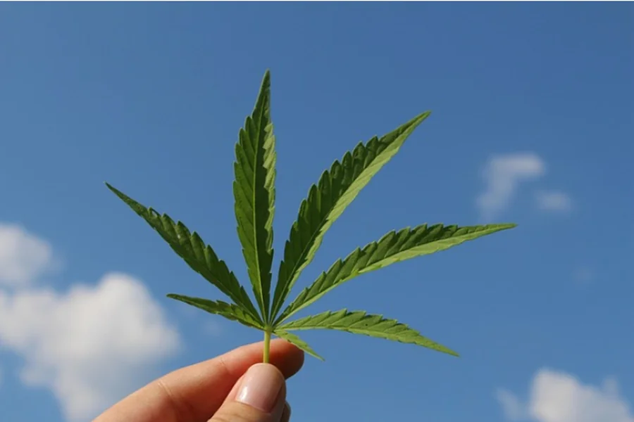 Potent Harvest