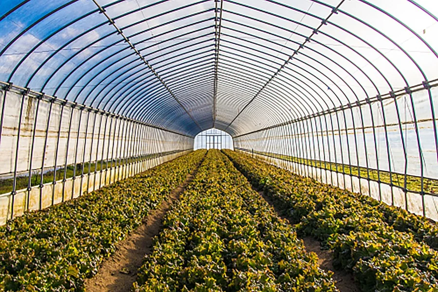 Hobby Greenhouse
