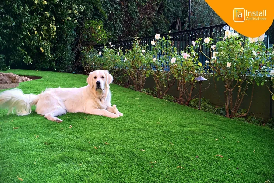 Dog Turf