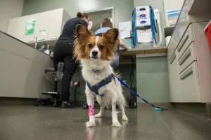 Pet Emergencies