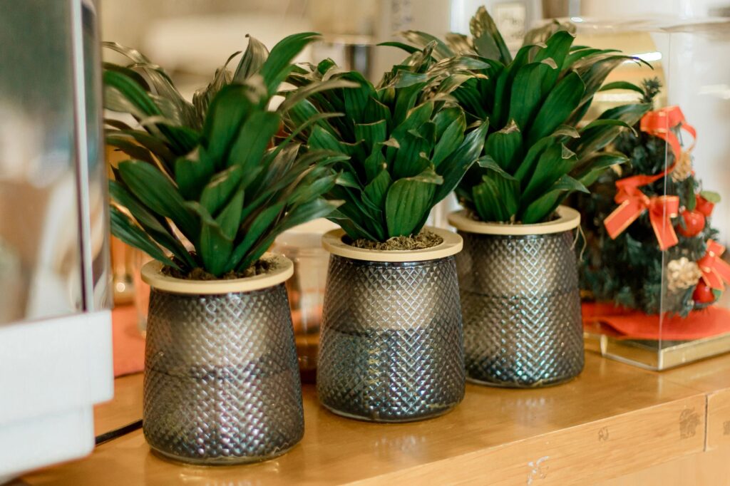 Indoor Plant