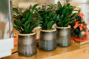 Indoor Plant